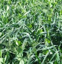 Picture of Cheap & Cheery Budget Cover Crop Blend